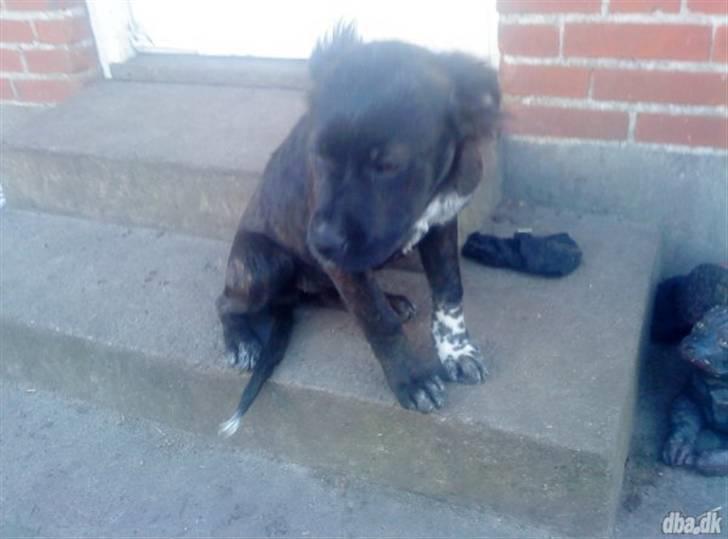 Blanding af racer Mascha billede 3