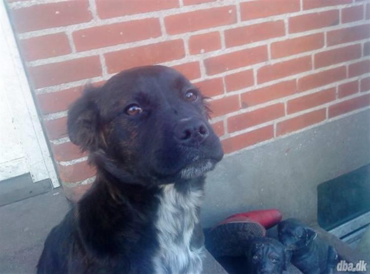 Blanding af racer Mascha billede 4