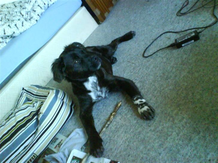 Blanding af racer Mascha - Holder øje billede 5