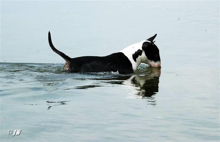 Bullterrier Anzesa Important Ingo - Spejlblank :-)) billede 6
