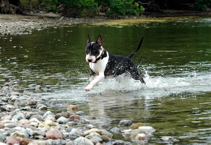 Bullterrier Anzesa Important Ingo - Hvem sagde at bullere ikke kan li´ vand??? billede 7