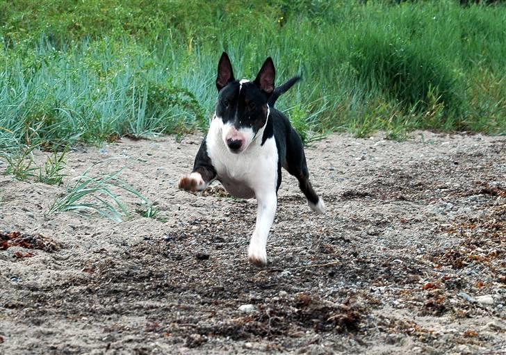 Bullterrier Anzesa Important Ingo - Louis på springtur.... billede 8