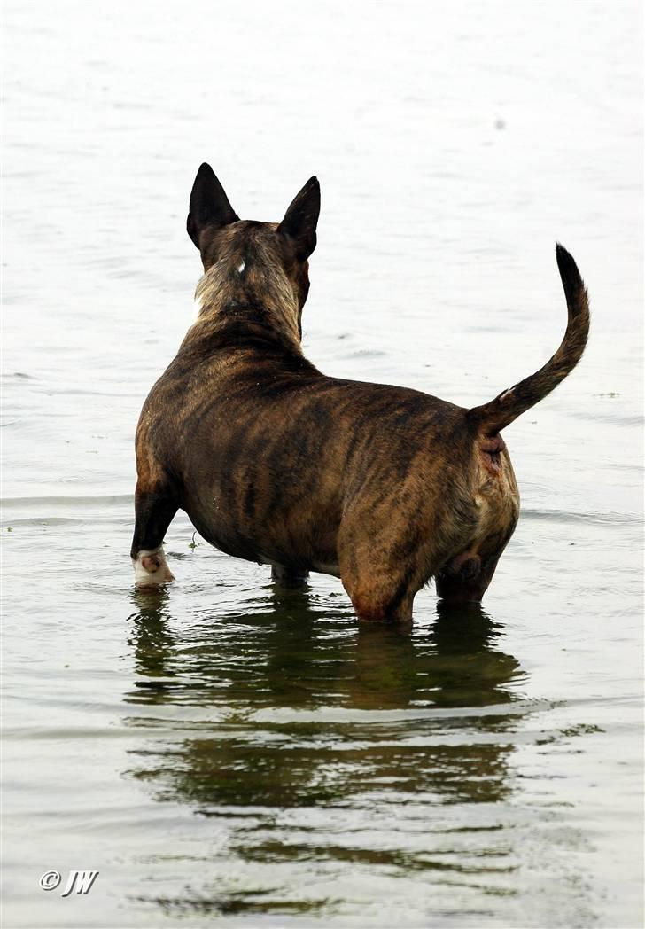 Bullterrier Zagus - Flot udsigt billede 10