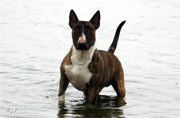 Bullterrier Zagus - 6 år og "still going strong..." billede 11