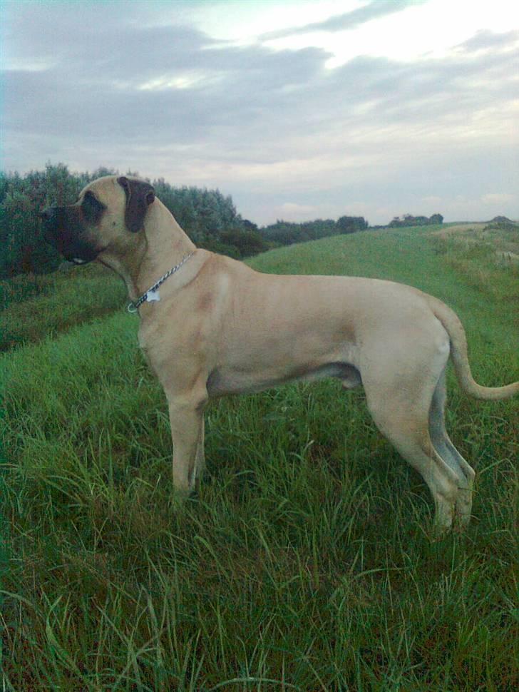 Blanding af racer - Mastiff Cæsar R.I.P. - Hey, og velkommen til min profil billede 1