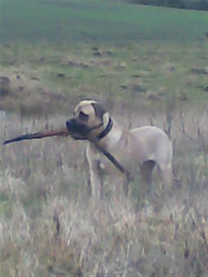Blanding af racer - Mastiff Cæsar R.I.P. - Total yndlingslegetøj er en pind, eller nærmere et halvt træ;o) billede 2