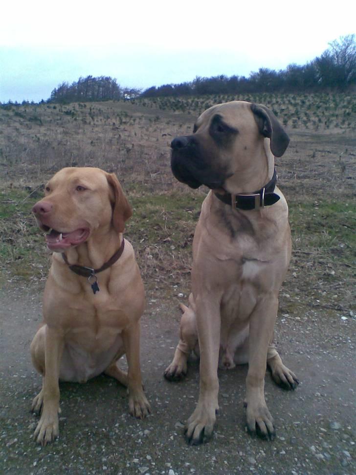 Blanding af racer - Mastiff Cæsar R.I.P. - Mig og min lille storebror billede 3
