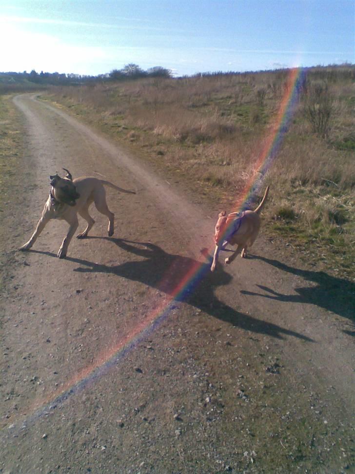Blanding af racer - Mastiff Cæsar R.I.P. - Elsker at drille ham.... billede 4