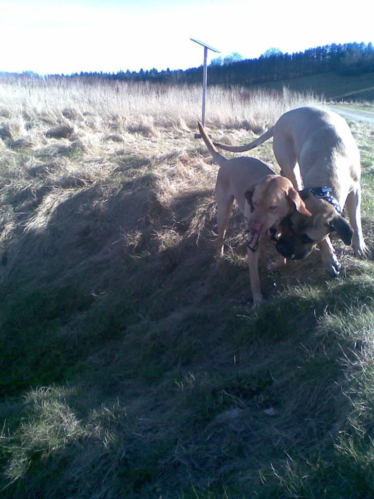 Blanding af racer - Mastiff Cæsar R.I.P. - Ihh vandhul, hyle morsomt billede 5