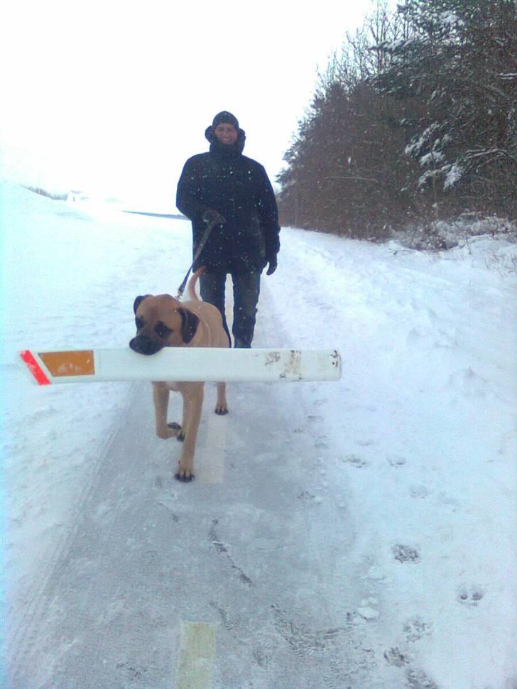 Blanding af racer - Mastiff Cæsar R.I.P. - Mig og min far lufter kommunens ejendom...;o)) billede 6