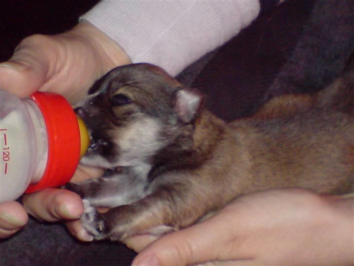 Chihuahua Divine Angel - Angel 20 dage.. nu med øjne :) billede 4