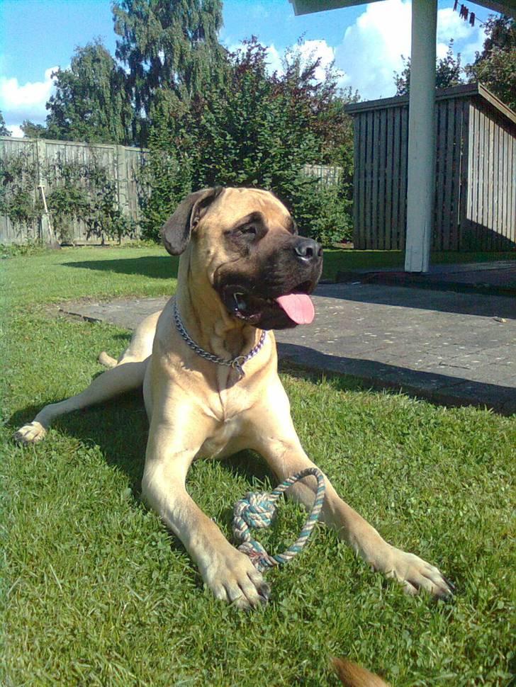 Blanding af racer - Mastiff Cæsar R.I.P. - Sommeren 2010 på Als.. billede 7