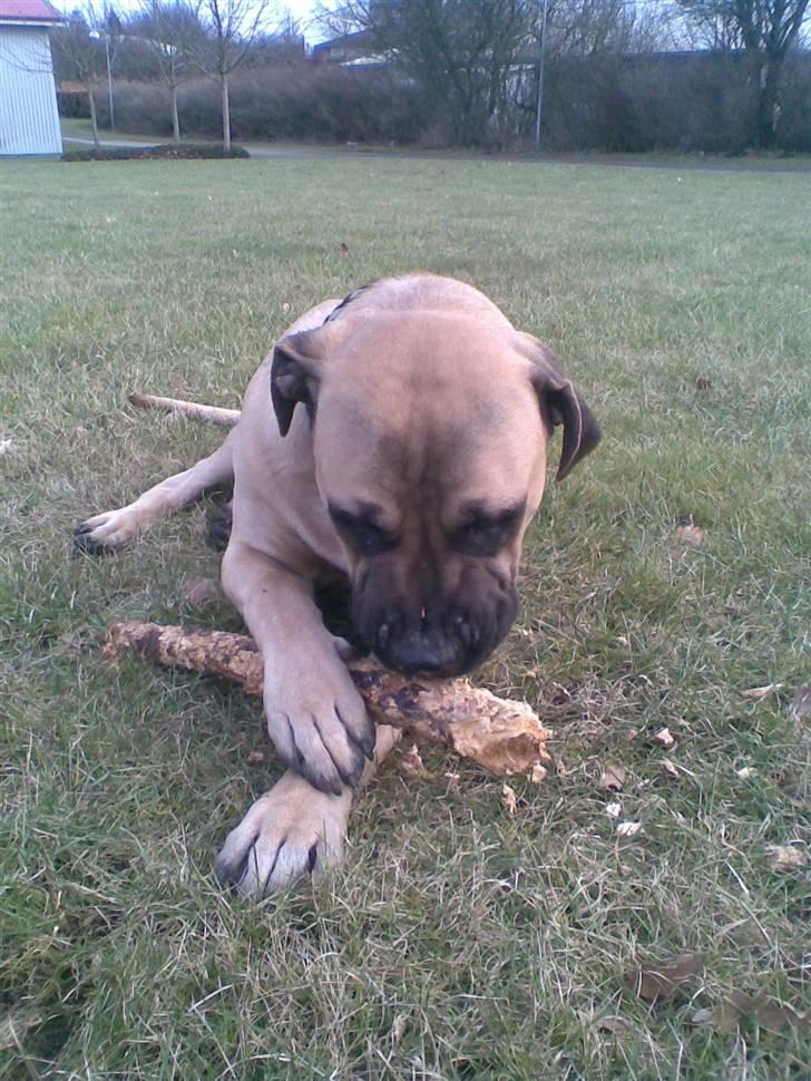 Blanding af racer - Mastiff Cæsar R.I.P. - Wee nu pind....;o)) billede 8