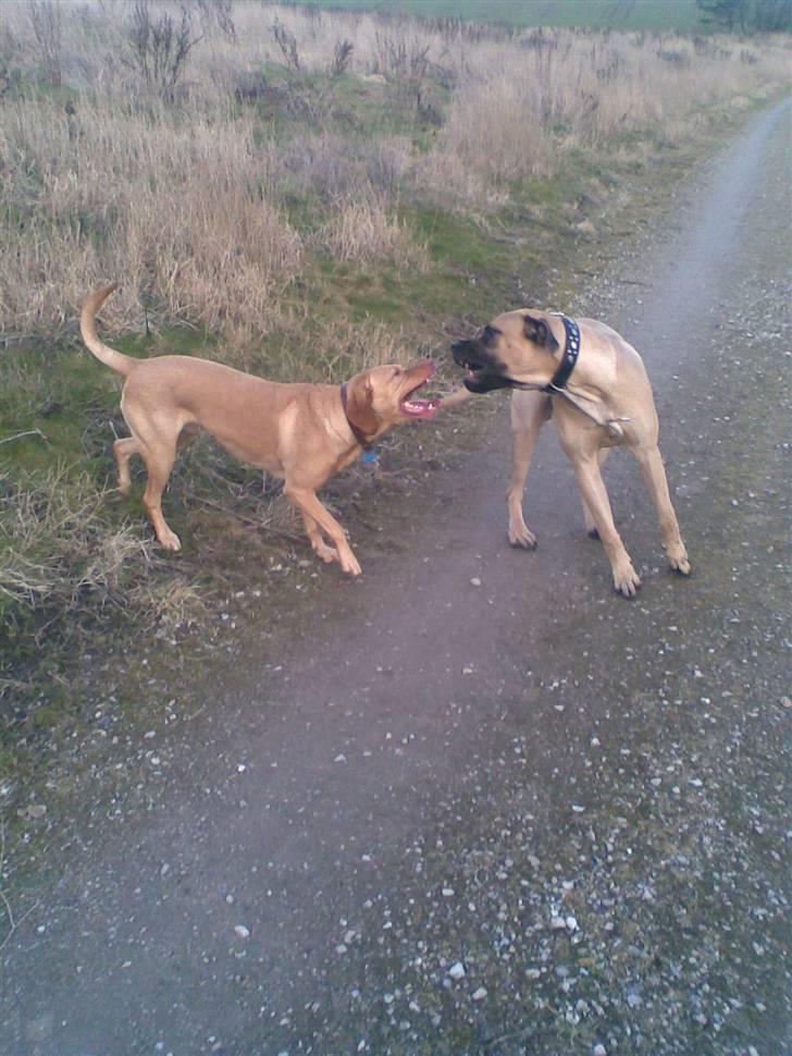 Blanding af racer - Mastiff Cæsar R.I.P. - Jeg er størst og stærkest.... billede 9
