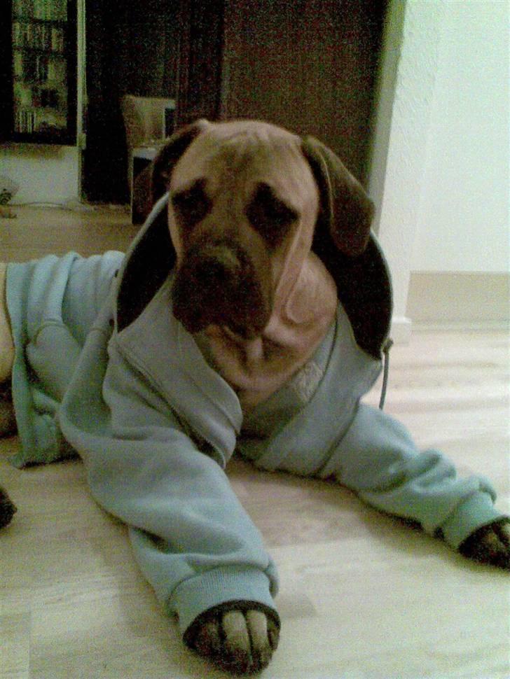 Blanding af racer - Mastiff Cæsar R.I.P. - Watch out - there´s a new sheriff in town... billede 10