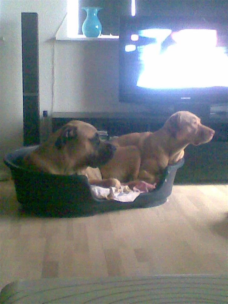 Blanding af racer - Mastiff Cæsar R.I.P. - Små puds, som sagtens kan dele kurven.... billede 11