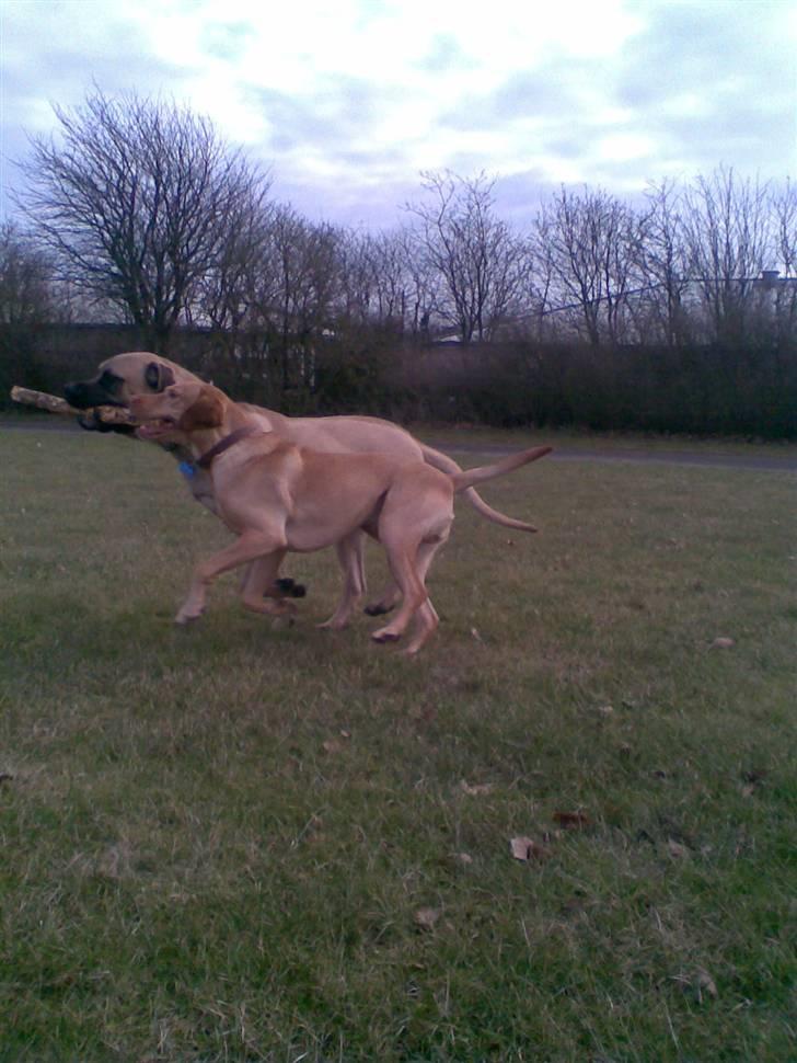 Blanding af racer - Mastiff Cæsar R.I.P. - Weeeeee!! Fuld fart frem.. Giv agt - her kommer godstoget... billede 12
