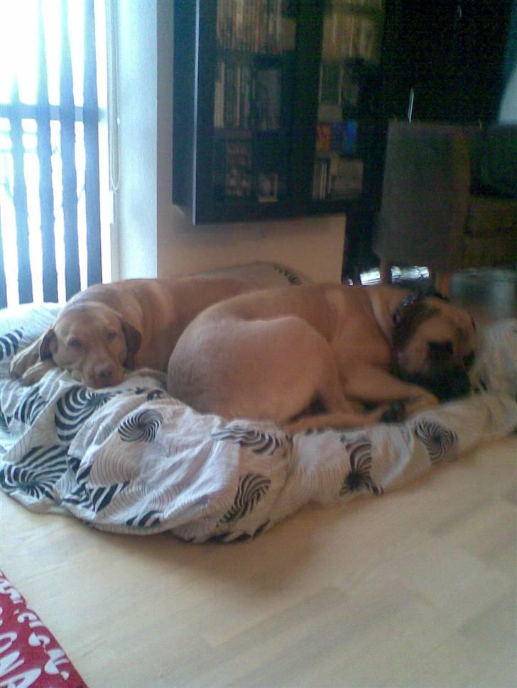 Blanding af racer - Mastiff Cæsar R.I.P. - Hygge.... billede 13