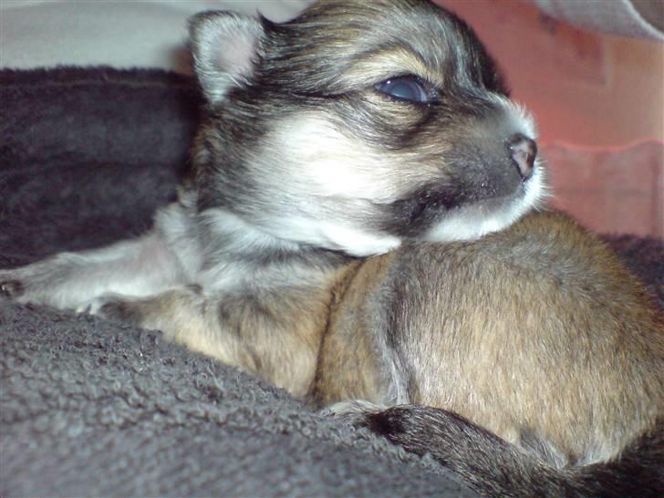 Chihuahua Divine Angel - Angel 22 dage billede 5