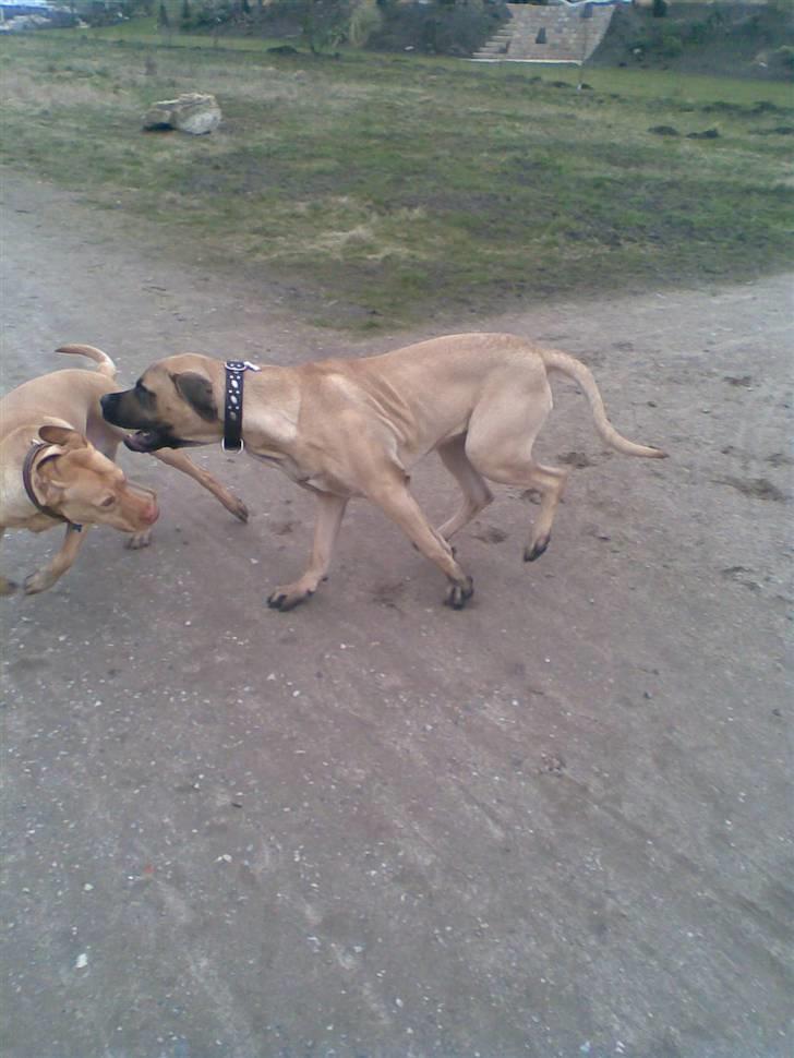 Blanding af racer - Mastiff Cæsar R.I.P. - Driller kun en lille smule.... billede 14