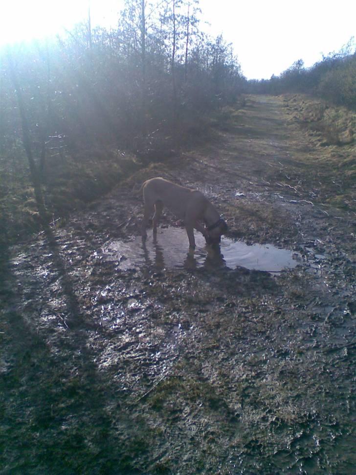 Blanding af racer - Mastiff Cæsar R.I.P. - Ihh vandhul - mums.... billede 15