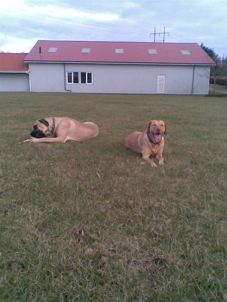 Blanding af racer - Mastiff Cæsar R.I.P. - Simba gider ikke lege, så æder lige en pind....;oD billede 16