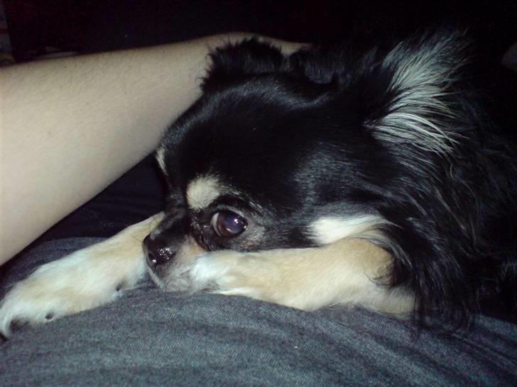 Chihuahua Legolas billede 11