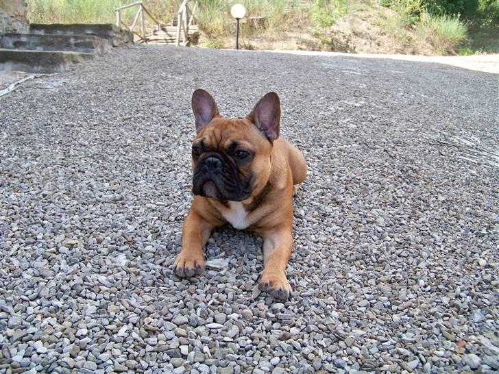 Fransk bulldog Oscar  - Skygge og køllige sten - dejligt! billede 6