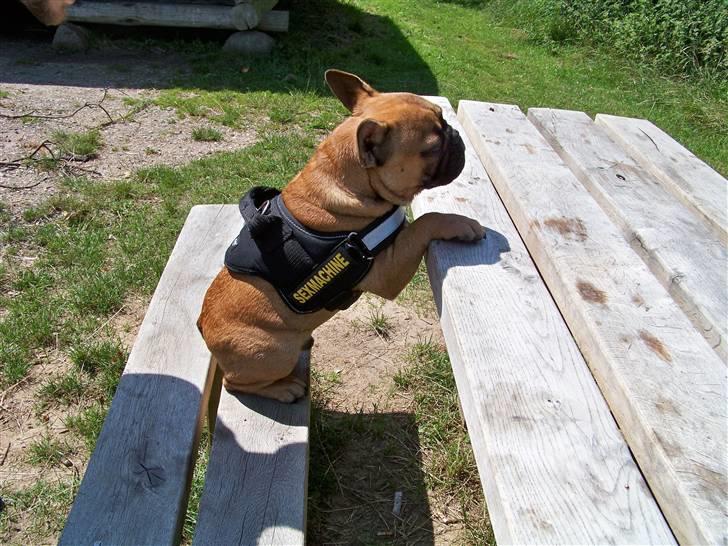 Fransk bulldog Oscar  - Hvor er maden? billede 7