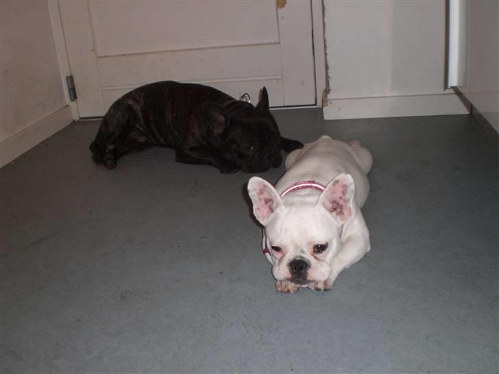 Fransk bulldog emma billede 9