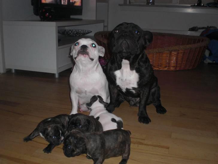 Fransk bulldog emma billede 10