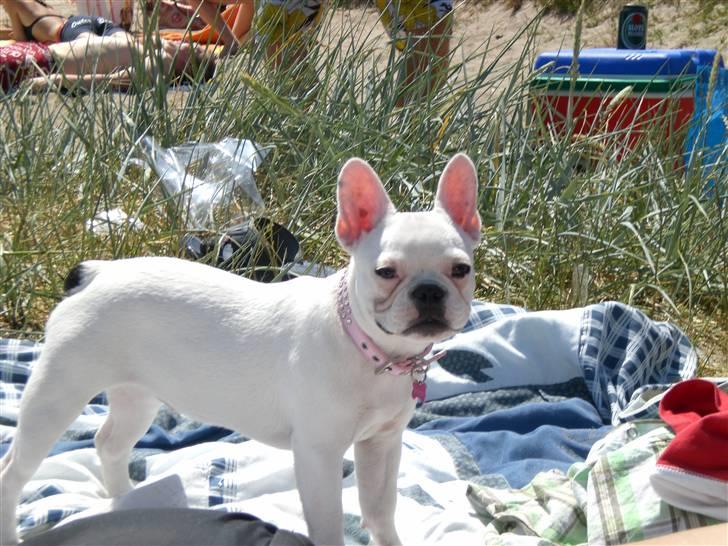 Fransk bulldog emma billede 11