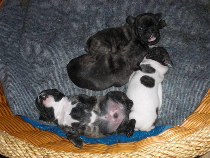 Fransk bulldog emma - emma.s små flotte hvalpe billede 12