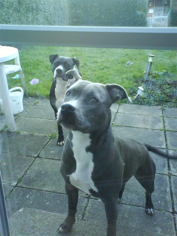 Amerikansk staffordshire terrier Banditten Nala.. billede 7