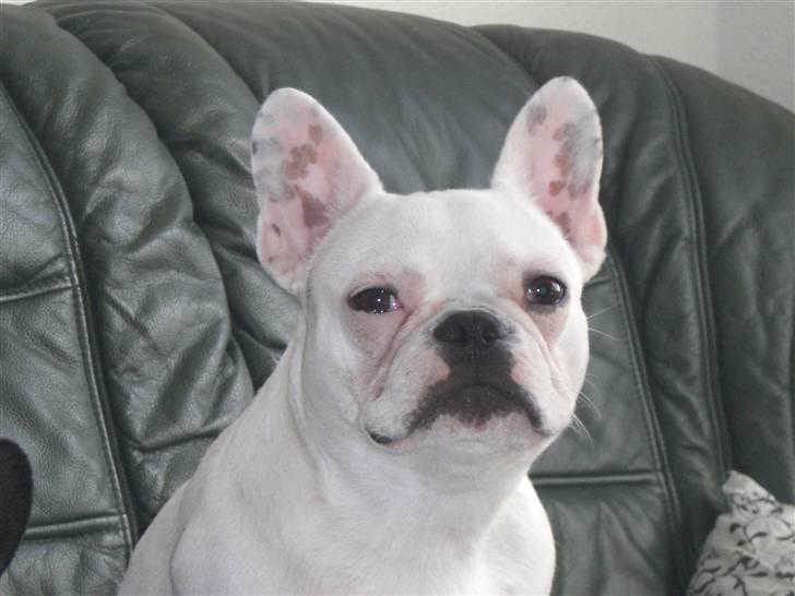 Fransk bulldog emma billede 13