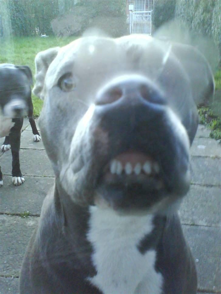 Amerikansk staffordshire terrier Banditten Nala.. billede 8