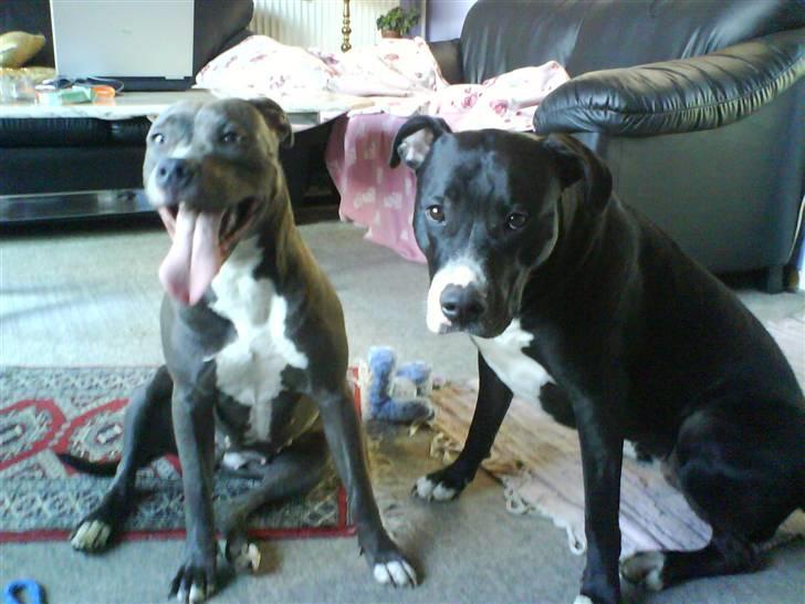 Amerikansk staffordshire terrier Banditten Nala.. billede 9