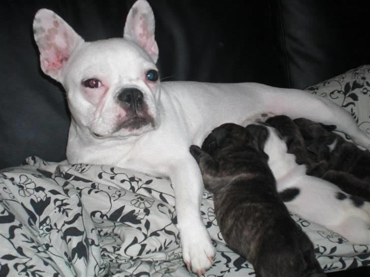 Fransk bulldog emma - så er det tid til lidt mad billede 14