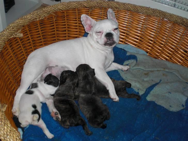 Fransk bulldog emma billede 15