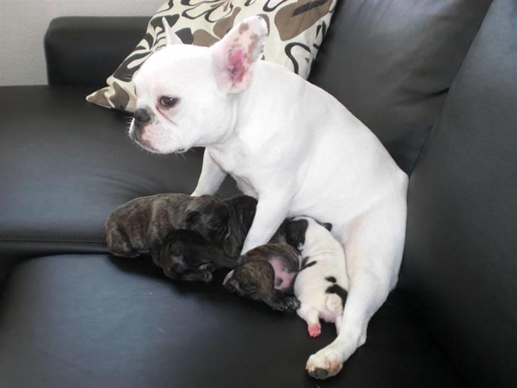 Fransk bulldog emma billede 16