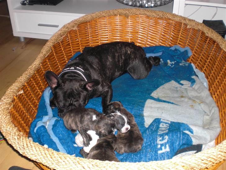 Fransk bulldog Zuma billede 12