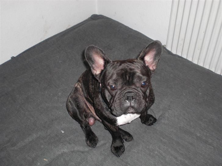 Fransk bulldog Zuma billede 13