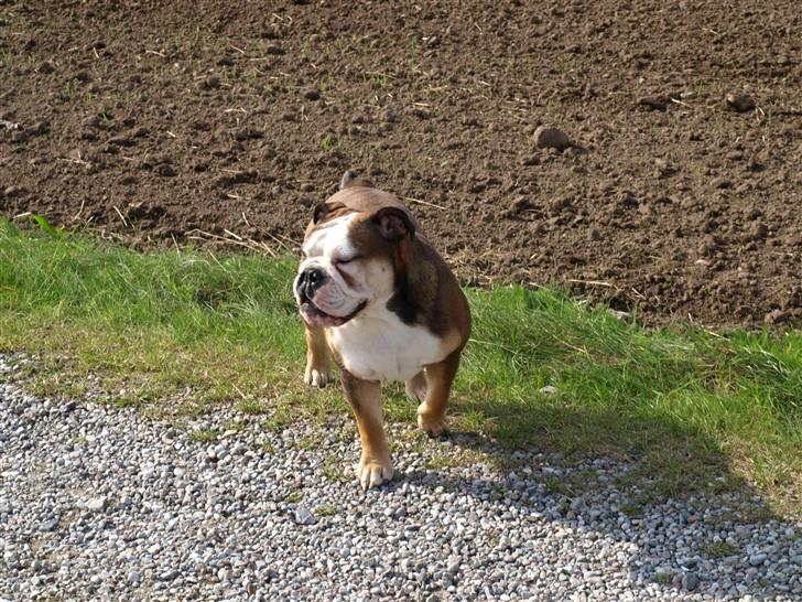 Engelsk bulldog Viola billede 9