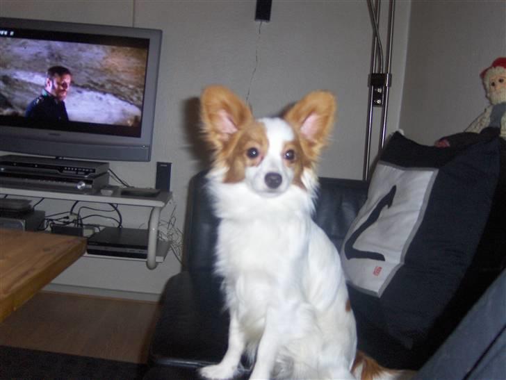 Papillon Chewey (himmelhund) billede 12
