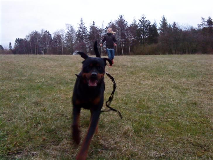 Rottweiler max billede 17