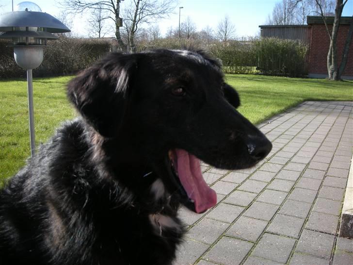 Blanding af racer Bella - GAAAB! billede 13