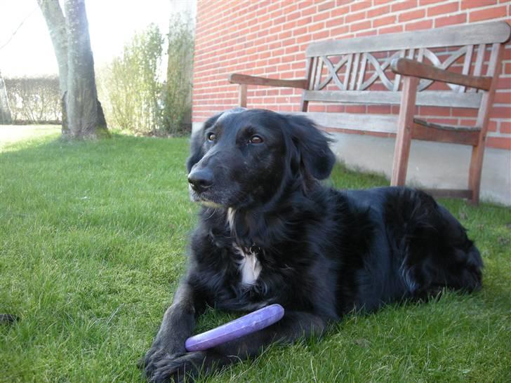 Blanding af racer Bella - Beauty :) billede 14