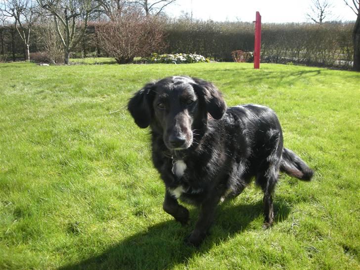 Blanding af racer Bella - Herlige hund. billede 15