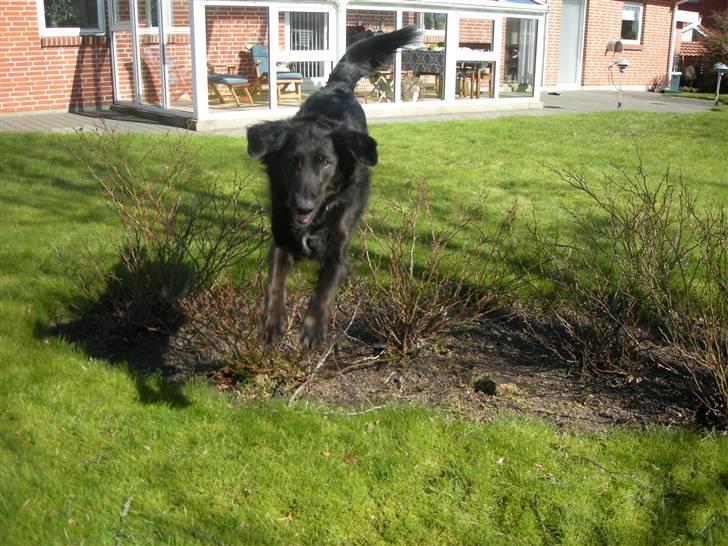 Blanding af racer Bella - Hun kan også springe :b billede 16