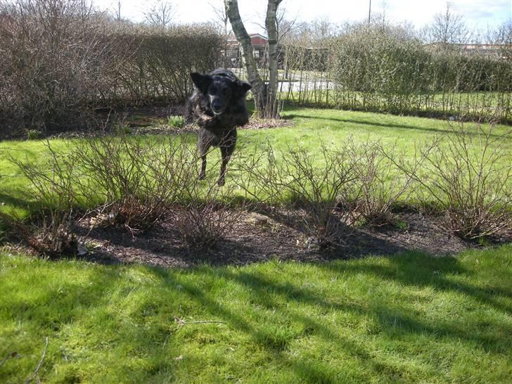 Blanding af racer Bella - HOOOOP! Sikke en forbensteknik! ö billede 17